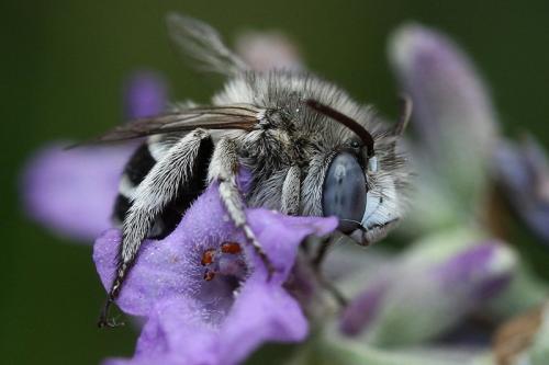Amegilla albigena